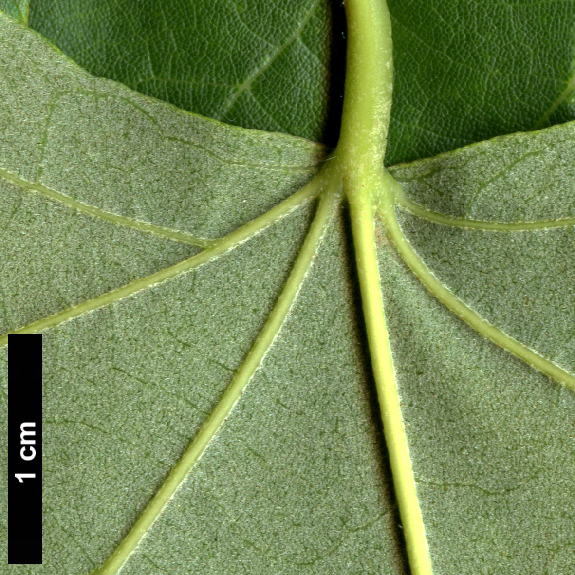 High resolution image: Family: Malvaceae - Genus: Tilia - Taxon: 'Hillieri' (T.cordata × T.tomentosa)